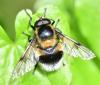 Volucella bombylans